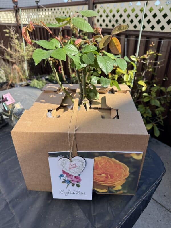 Ice Cream Rose