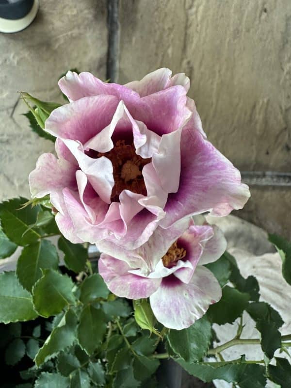 Eyes For You Rose - 60th Wedding Anniversary Gift