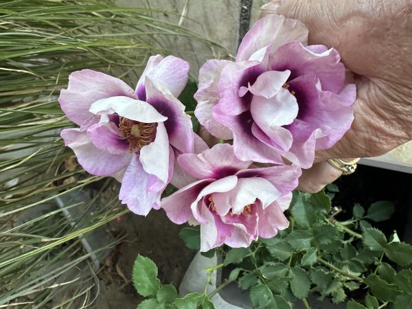 Eyes For You Rose - 60th Wedding Anniversary Gift