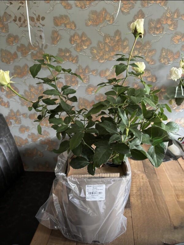Silver Anniversary Rose
