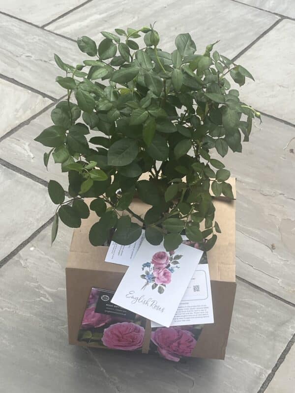 Golden 50th Anniversary Rose