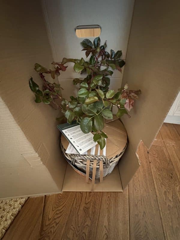Memorial Rose Gift Planted In Large Willow Basket