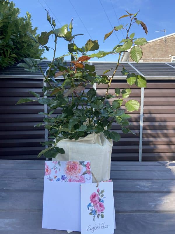 A Rose For Margaret - English Roses Gift