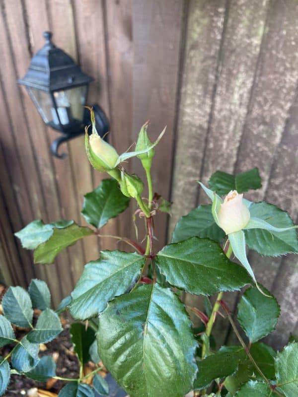 A Rose For Margaret - English Roses Gift