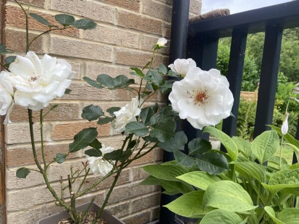A Rose For Margaret - English Roses Gift