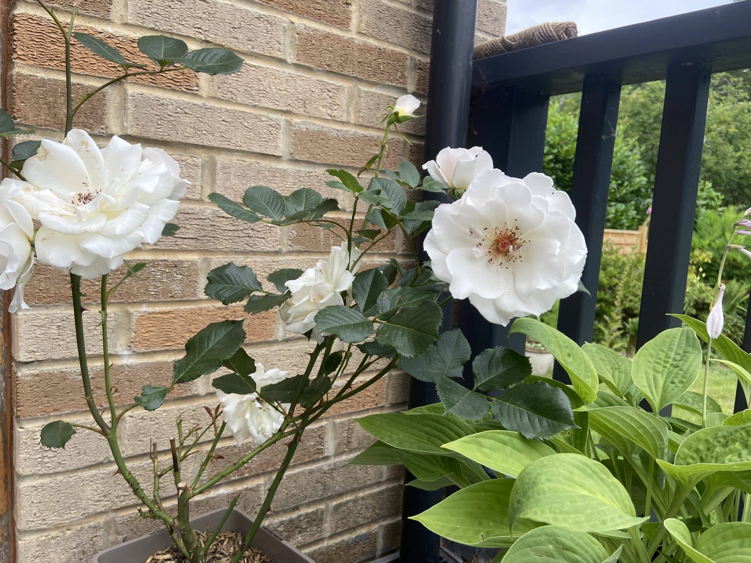 A Rose For Margaret - English Roses Gift