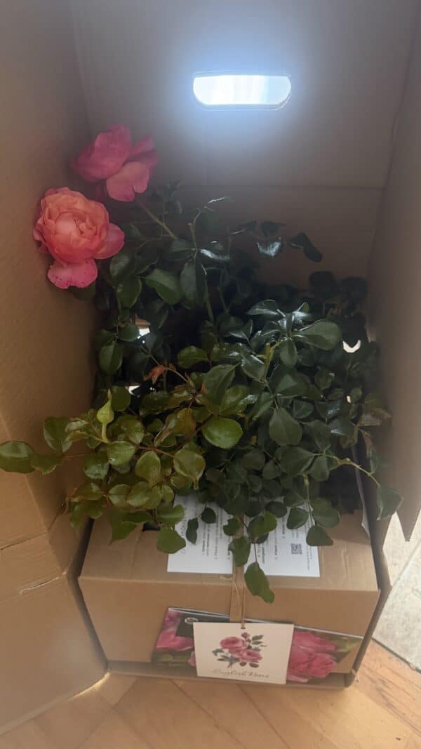 Coral Gardens Rose