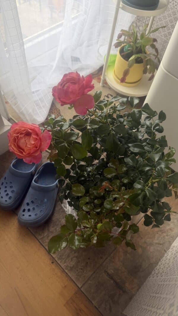 Coral Gardens Rose