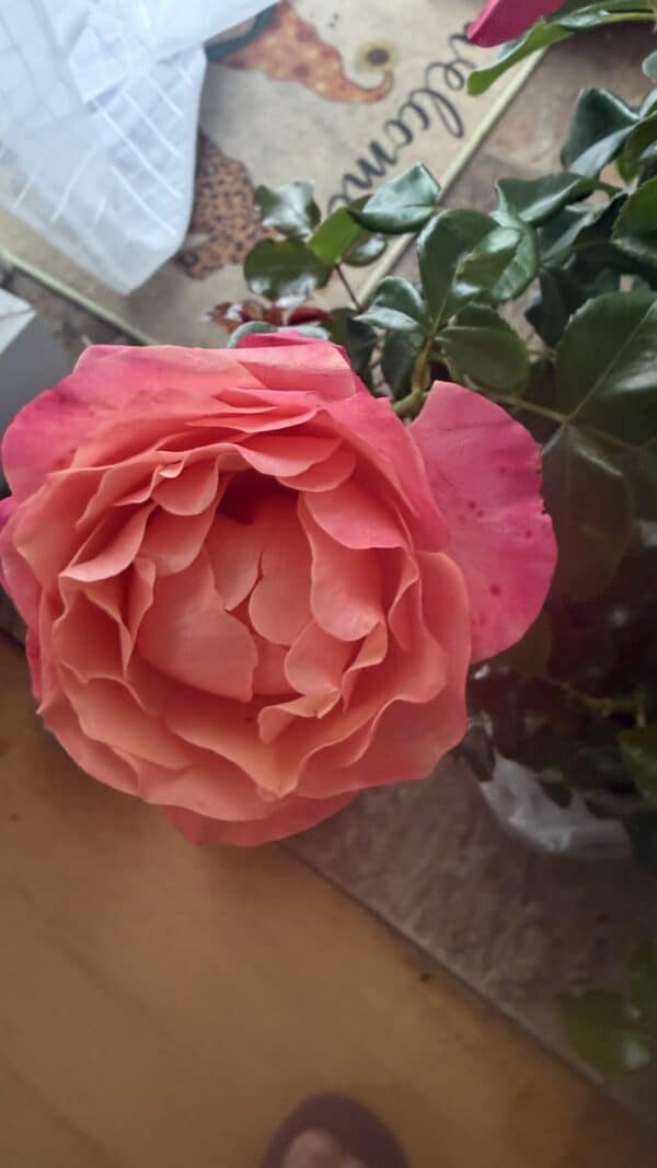 Coral Gardens Rose