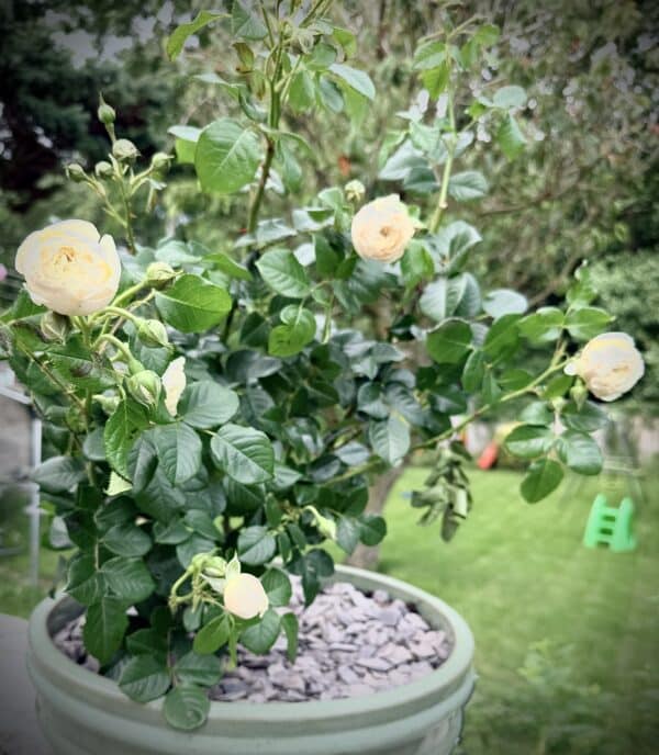 Memory Rose - Angel Baby Memorial Gift