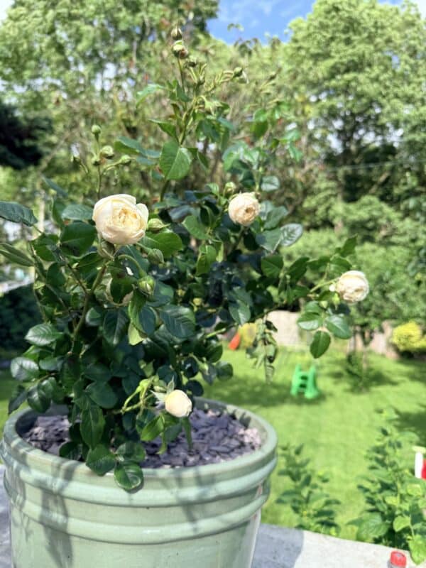 Memory Rose - Angel Baby Memorial Gift