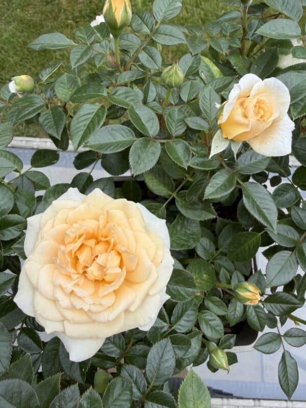 Little Angel Rose - Baby Loss Gift