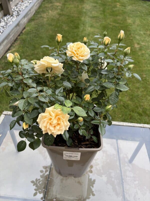 Little Angel Rose - Baby Loss Gift