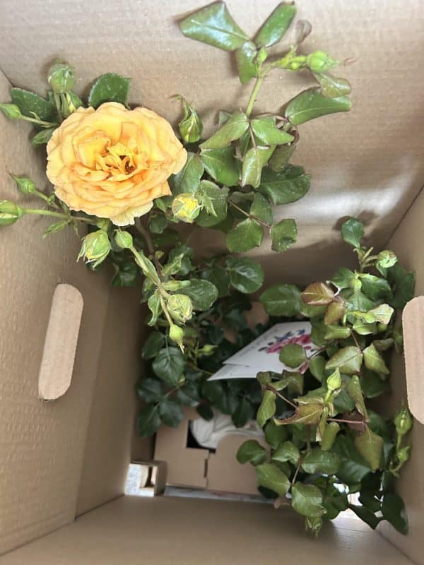 Happy Birthday Rose - 70th Birthday Rose