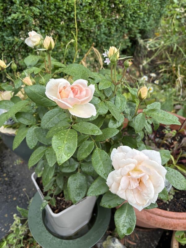 Champagne Moment Rose - 60th Birthday Rose