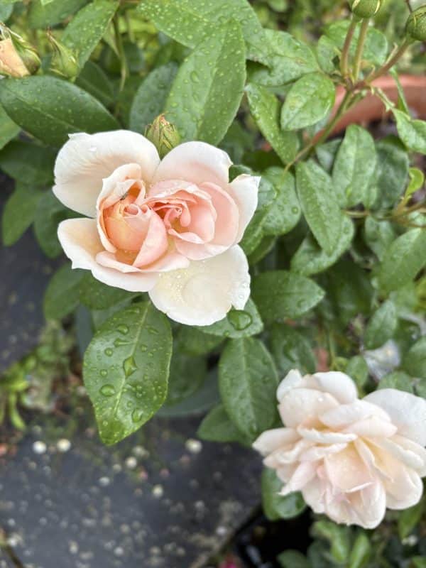 Champagne Moment Rose - 60th Birthday Rose