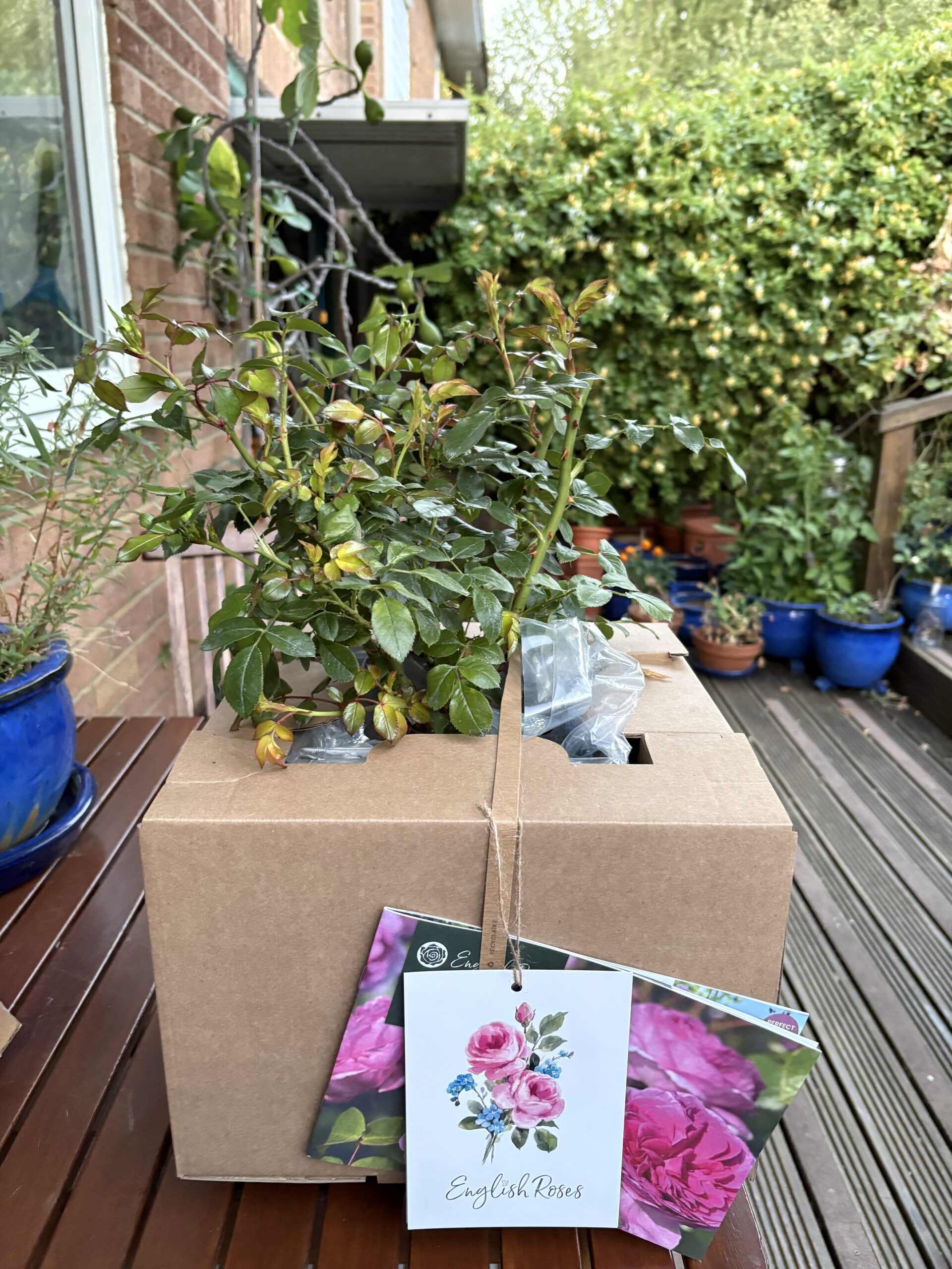 A Rose For Pearl - English Roses Gift
