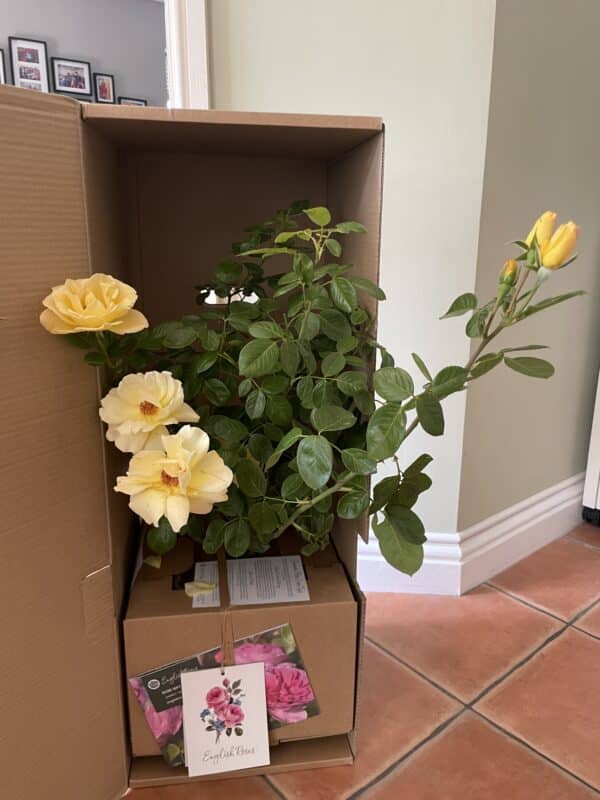 Climbing Arthur Bell Rose