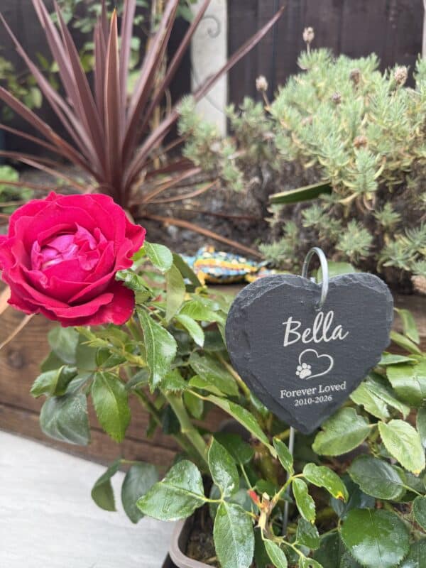 A Rose For Belle - English Roses Gift