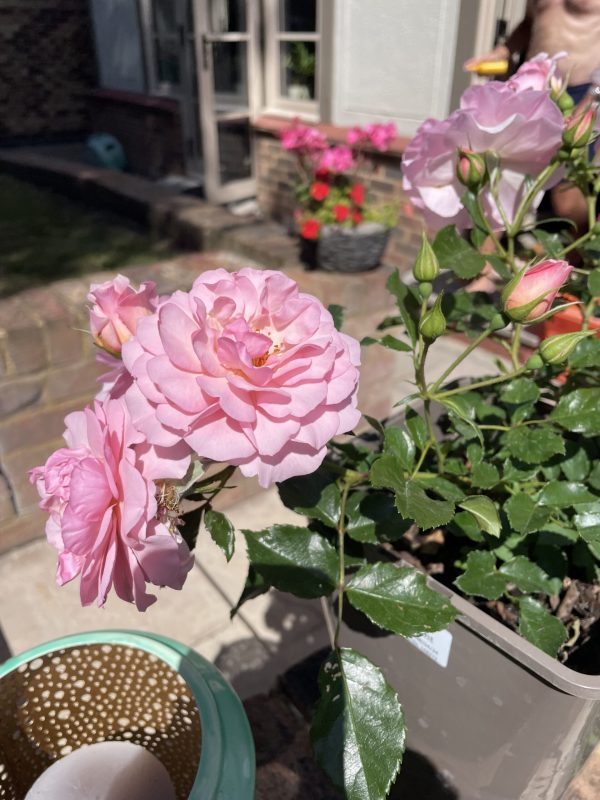 Happy Retirement Rose