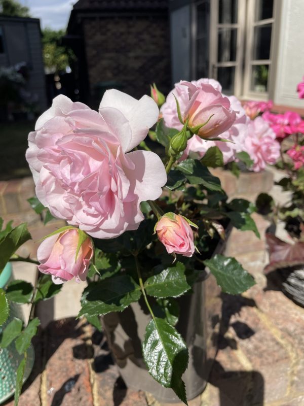 Happy Retirement Rose