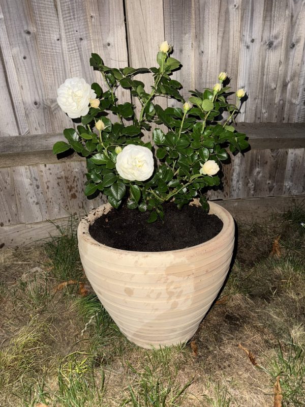 Memory Rose - Angel Baby Memorial Gift