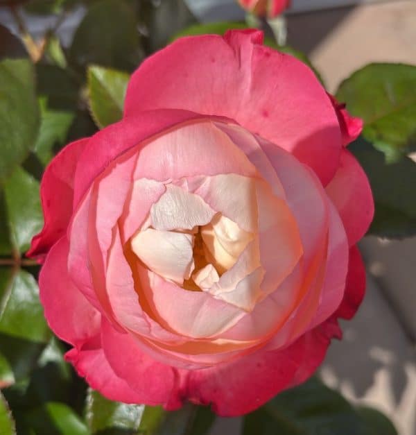 Memorial Rose Gift Planted In Large Willow Basket