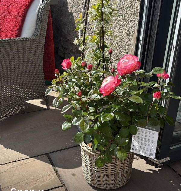 Memorial Rose Gift Planted In Large Willow Basket