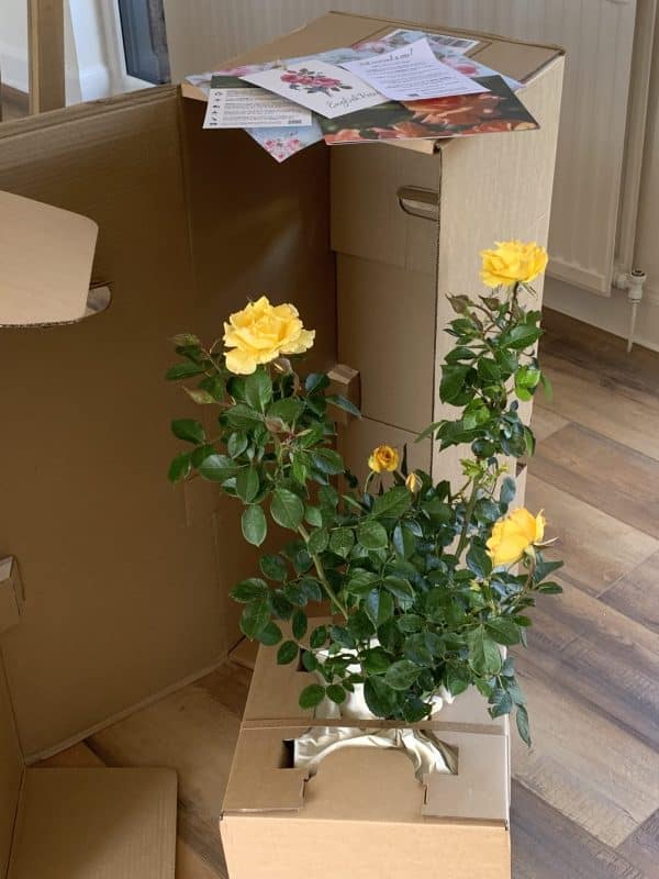 Grandma's Rose