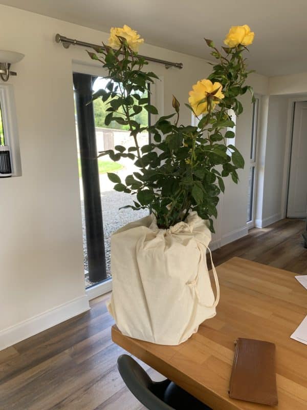 Grandma's Rose