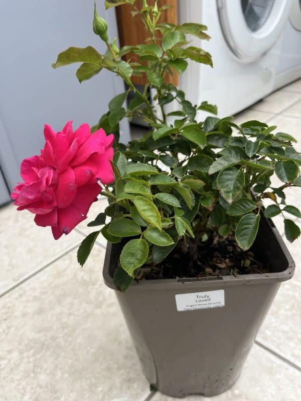 Truly Loved Rose - In Loving Memory Rose Bush