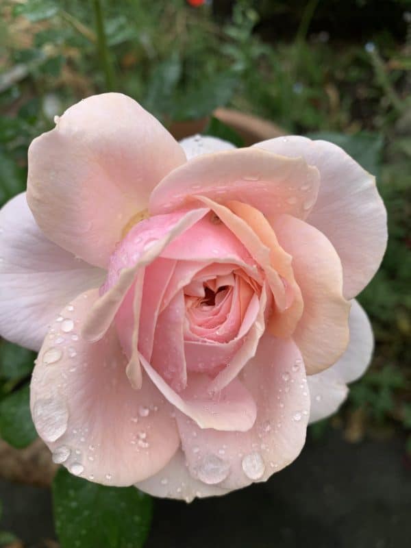 Fabulous Roses For 80th Birthday - Joie de Vivre Rose