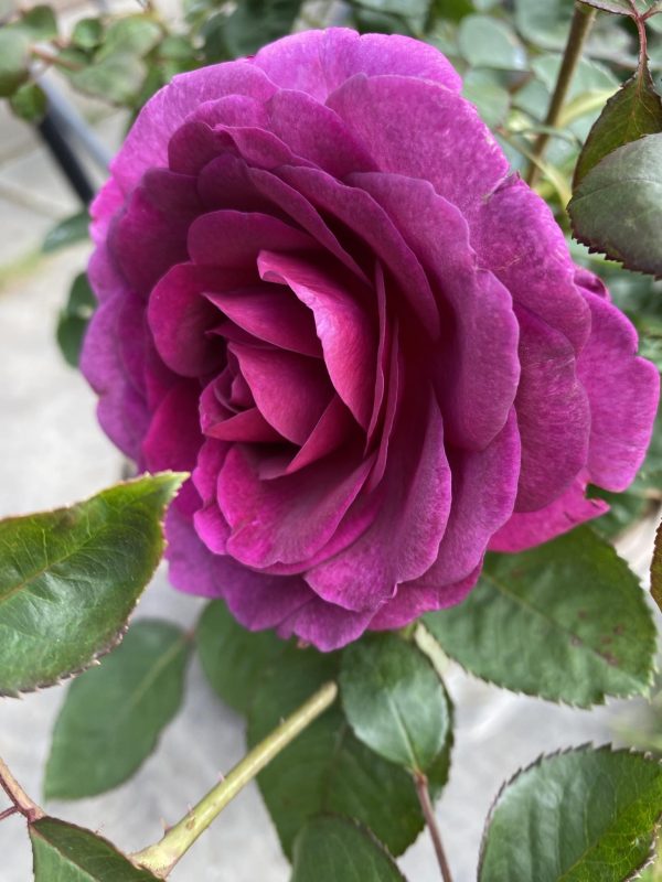 Timeless Purple Rose