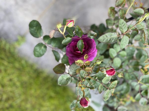 Timeless Purple Rose