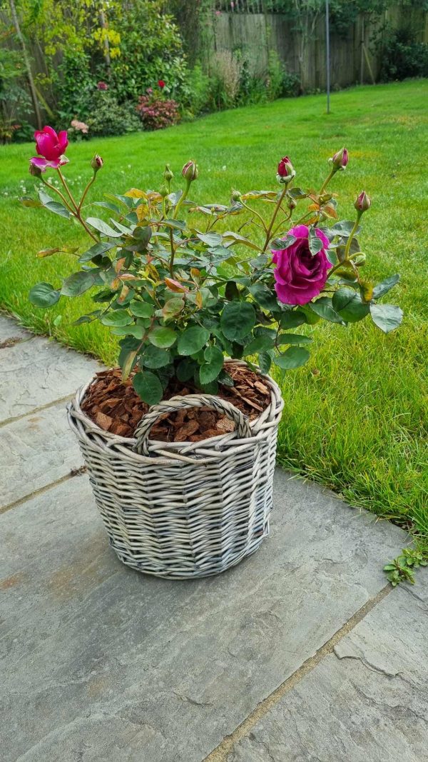 Timeless Purple Rose