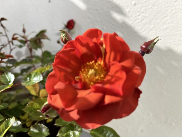 Precious Love Rose