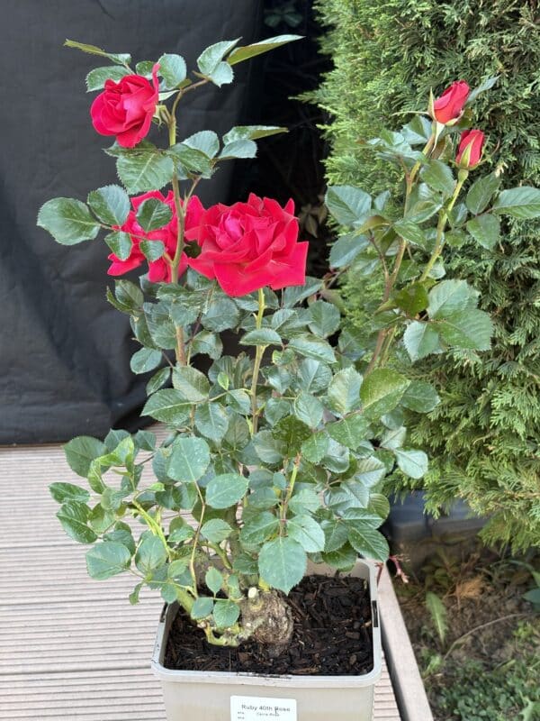 Ruby 40th Rose - 40th Birthday Rose