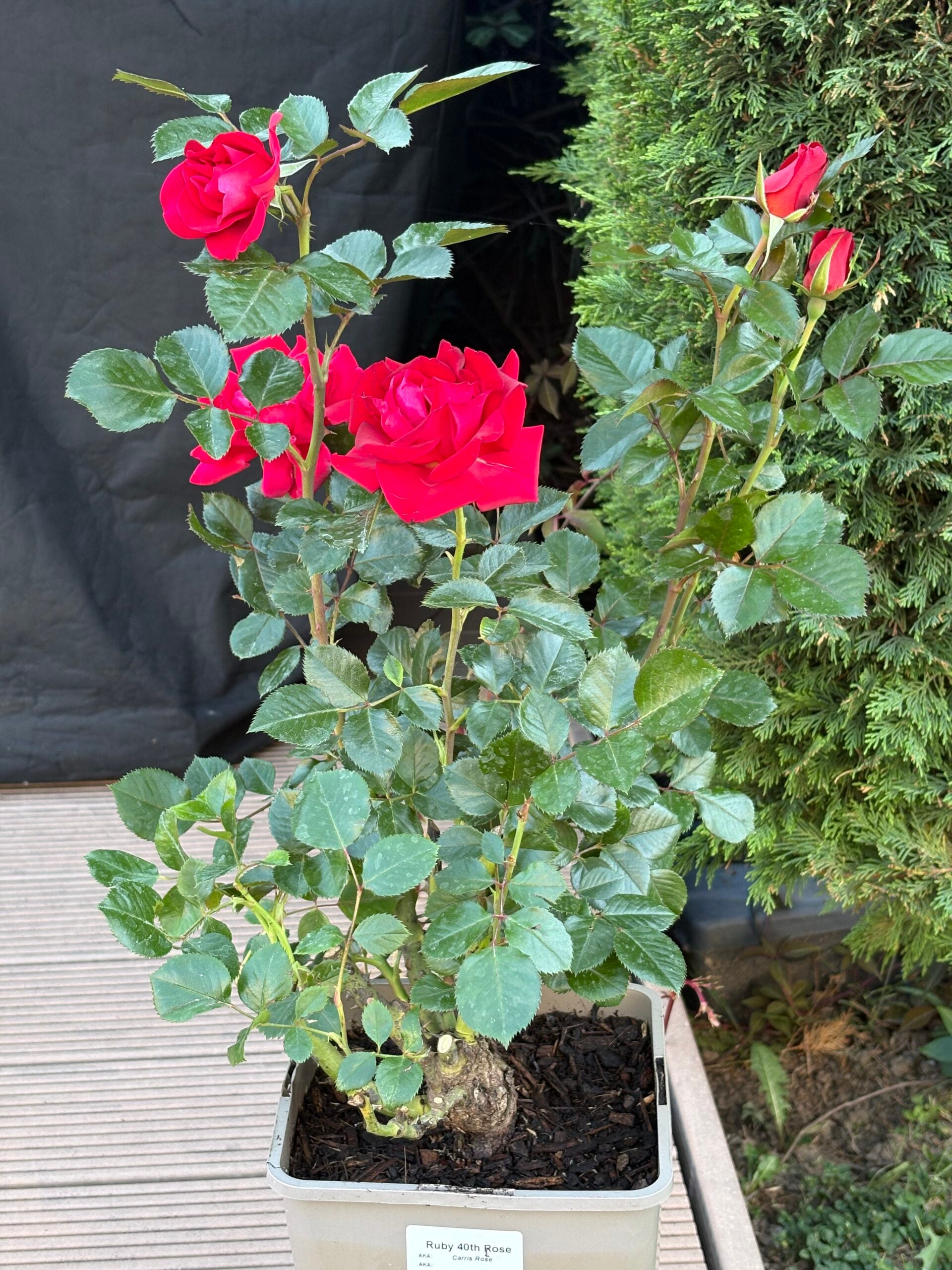 Ruby 40th Rose - 40th Birthday Rose