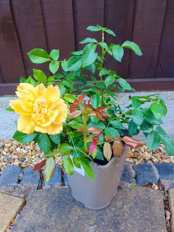 50th Anniversary Gifts - Golden Beauty Rose
