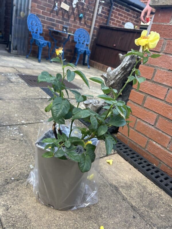 Happy Golden Wedding Rose - 50th Wedding Anniversary Gifts