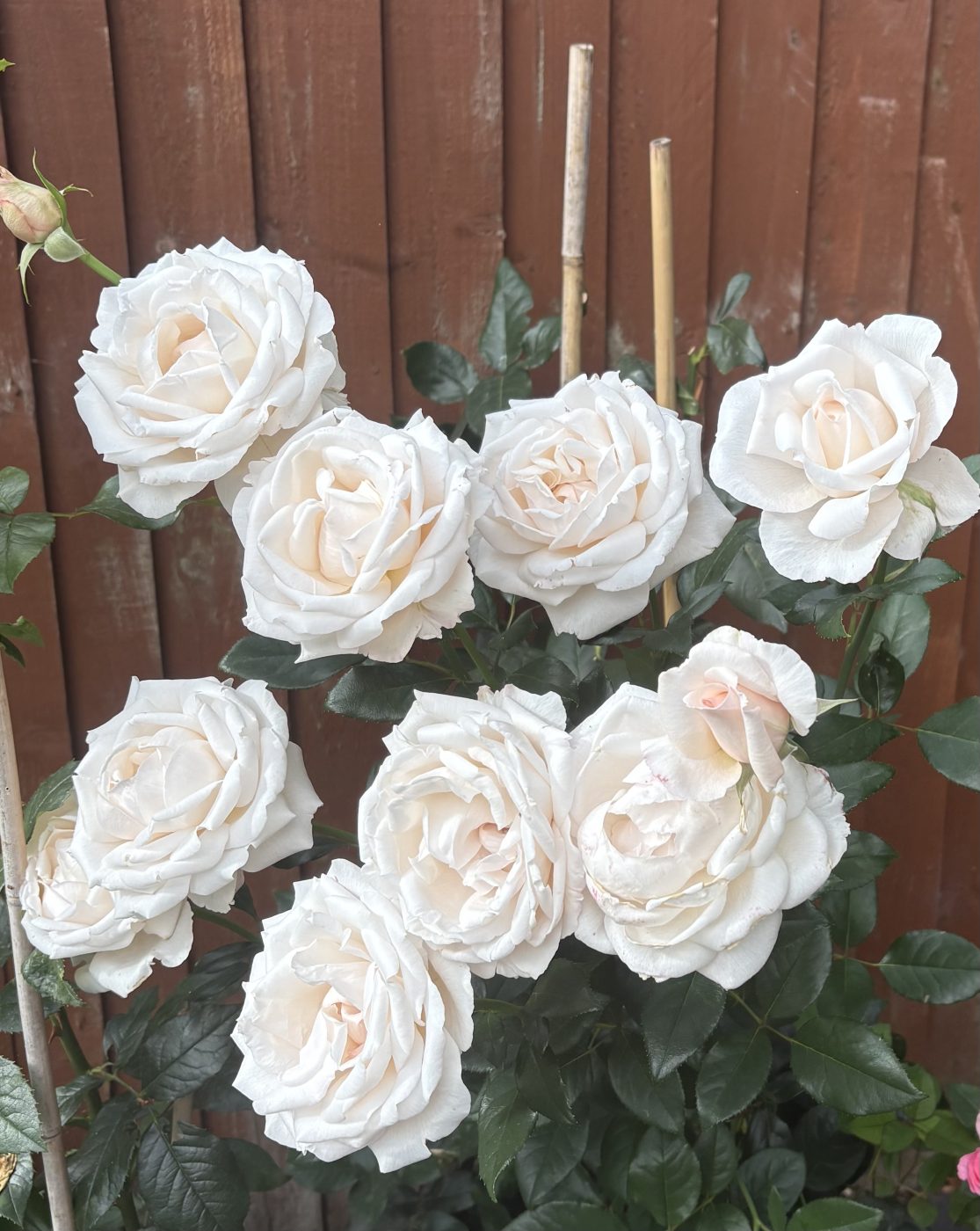 70th Birthday Ideas - Fab @ 70 Rose - 70th Gifts - English Roses