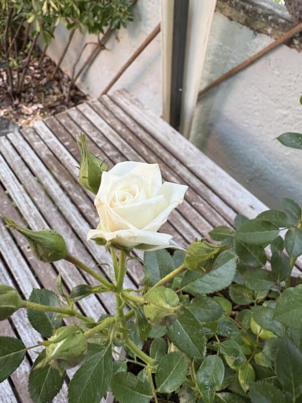 Pearl Wishes Rose - Gifts For A Pearl Anniversary