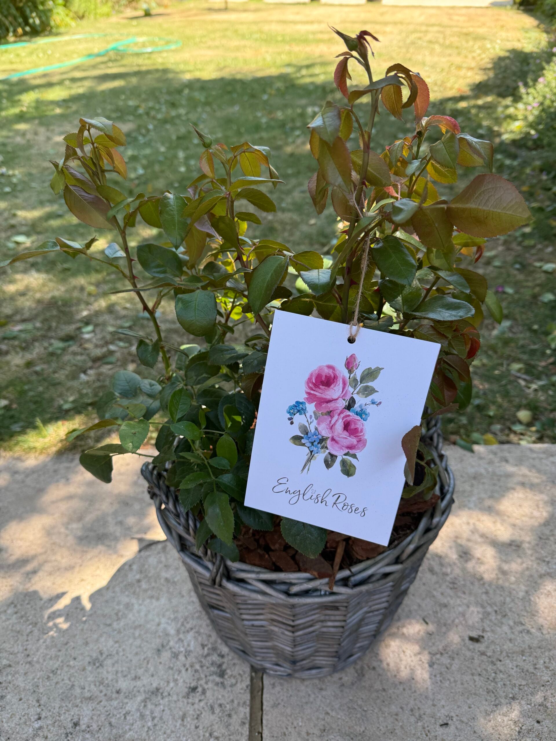 60th Birthday Rose In Large Willow Basket