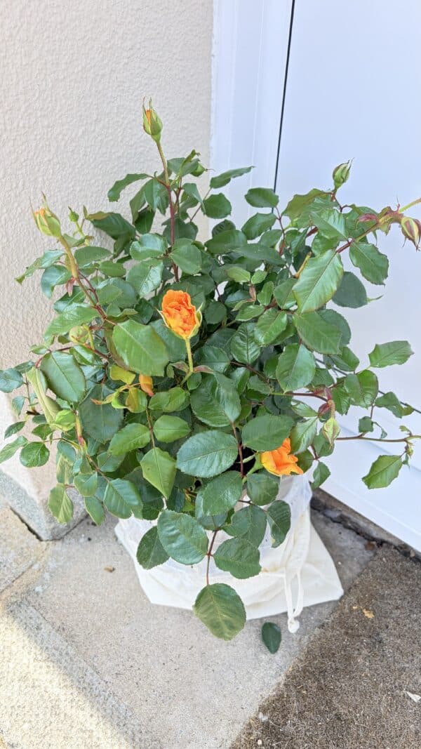 A Rose For Amber - English Roses Gift