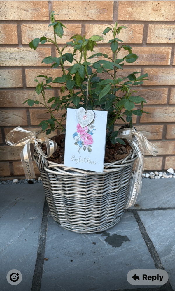 Bright Star Rose
