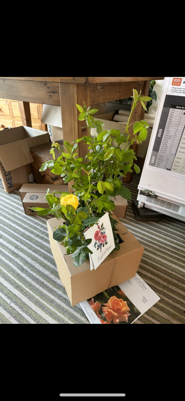 Golden Bouquet Rose - 50th Birthday Rose