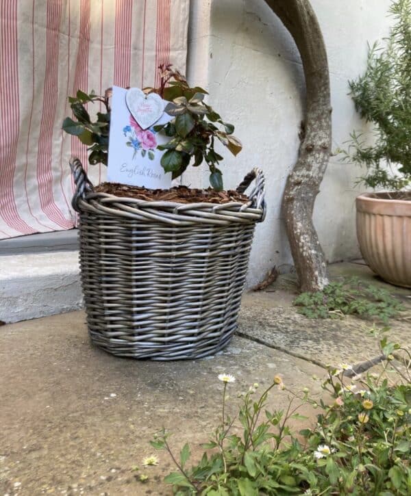 Memorial Rose Gift Planted In Large Willow Basket