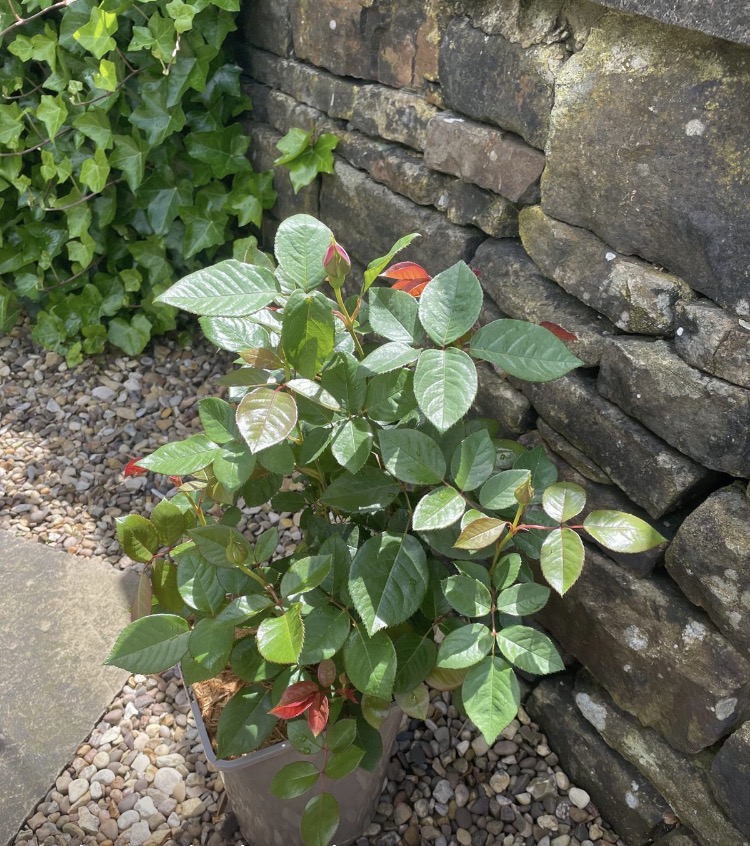 A Rose For Millie - English Roses Gift