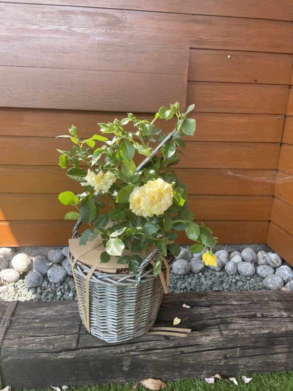 Gift Planted 80th Birthday Rose In Large Willow Basket