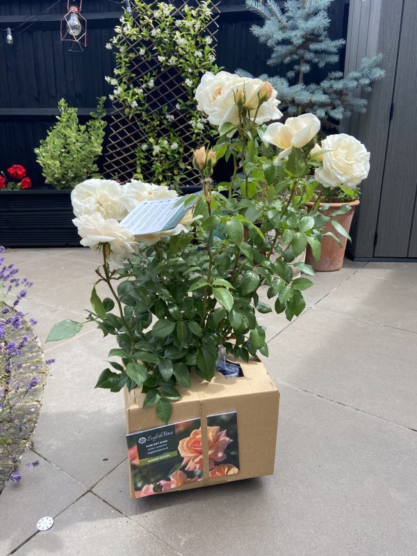 Champagne Moment Rose - 60th Birthday Rose